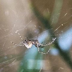 Cyrtophora cicatrosa