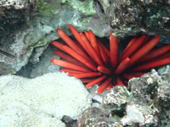 Heterocentrotus mamillatus