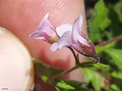 Hermannia verdoorniae