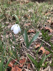 Galanthus elwesii