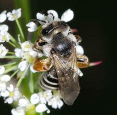 Melandrena