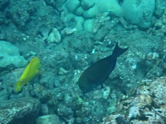 Acanthuridae