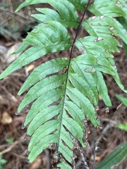 Pteris dispar