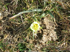 Narcissus bulbocodium