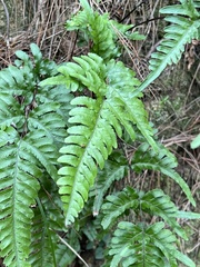 Pteris dispar