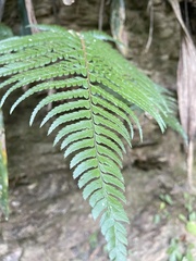 Microlepia hookeriana