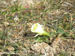 Narcissus bulbocodium