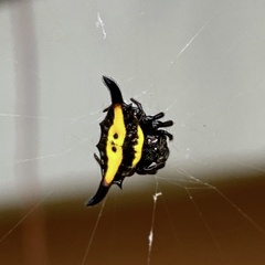 Gasteracantha hecata