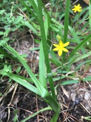 Hypoxis hirsuta
