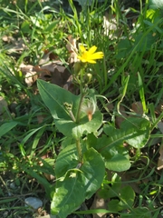Asteraceae