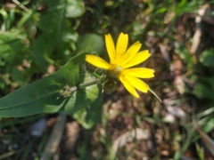 Asteraceae