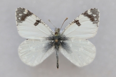 Euchloe tagis