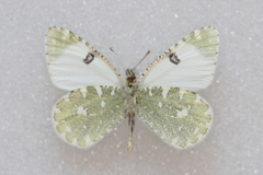 Euchloe tagis