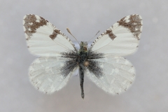 Euchloe tagis