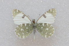 Euchloe tagis