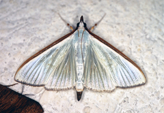Diaphania costata