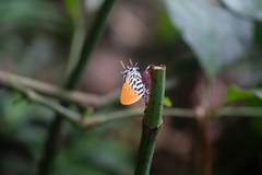 Drupadia ravindra
