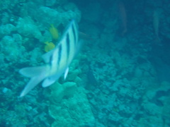 Abudefduf