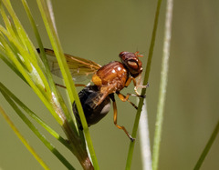 Lamprogaster bicolor