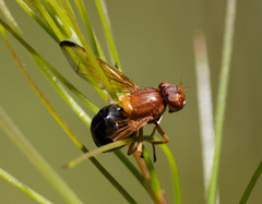 Lamprogaster bicolor