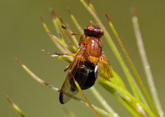 Lamprogaster bicolor