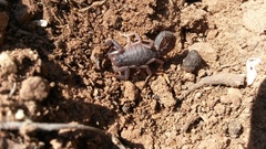 Parabuthus transvaalicus