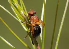 Lamprogaster bicolor