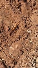 Uroplectes planimanus