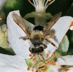 Melandrena