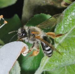 Melandrena