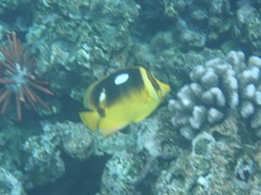 Chaetodon quadrimaculatus