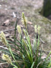 Carex breviculmis
