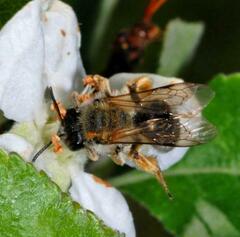 Melandrena