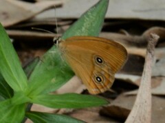 Hypocysta adiante antirius