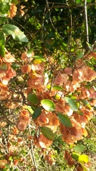 Hymenocardia ulmoides