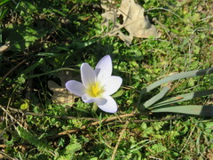 Crocus carpetanus