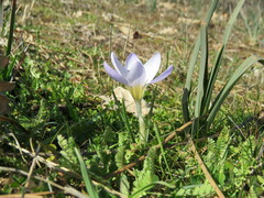 Crocus carpetanus