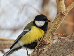 Parus major