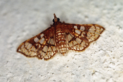 Megastes praxiteles