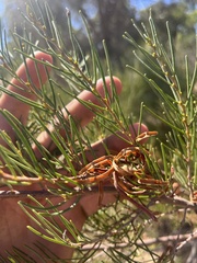 Acacia menzelii