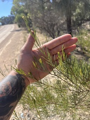 Acacia menzelii