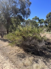 Acacia menzelii