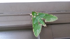 Euchloron megaera