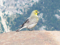 Melanodera xanthogramma