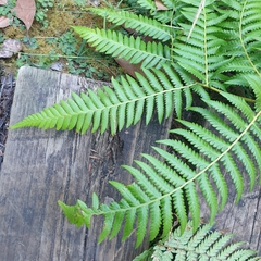 Calochlaena dubia