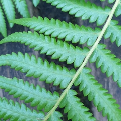 Calochlaena dubia