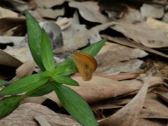 Hypocysta adiante antirius