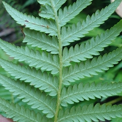Calochlaena dubia