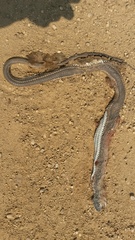 Psammophis leightoni
