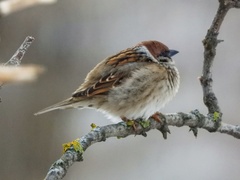 Passer montanus